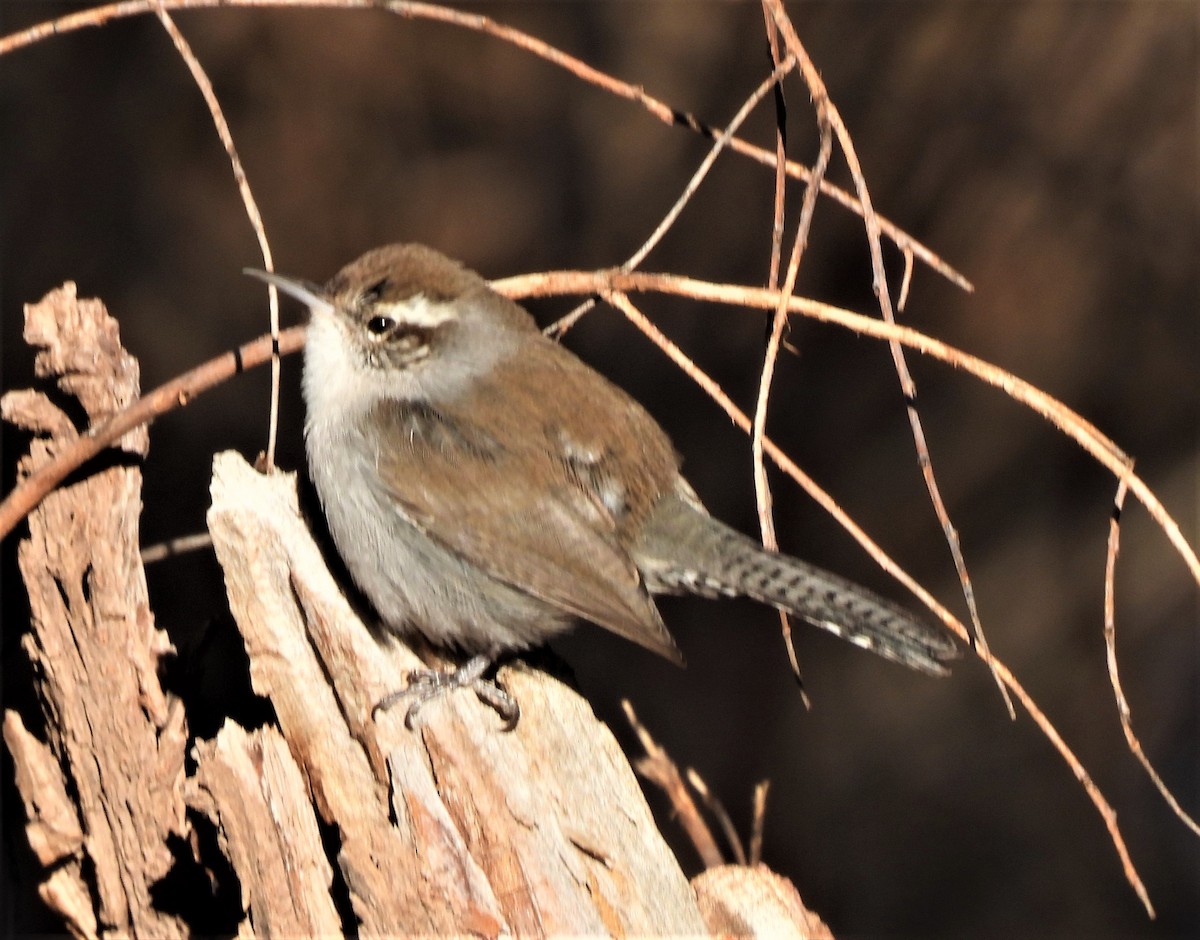 Bewick's Wren - ML405948221