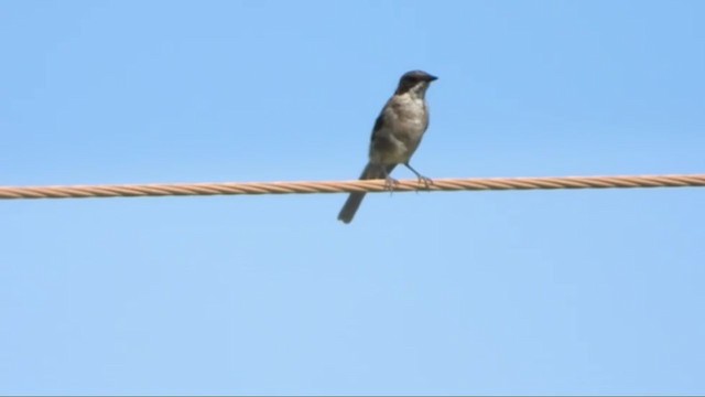 Fiscal Flycatcher - ML405948981