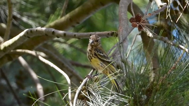 Serin du Cap - ML405949151