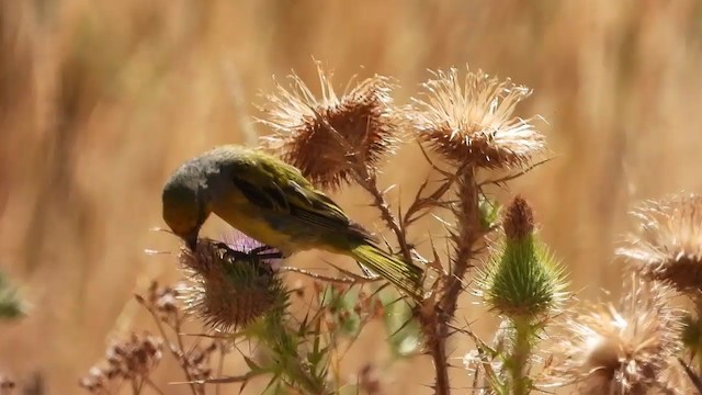 Serin du Cap - ML405949171