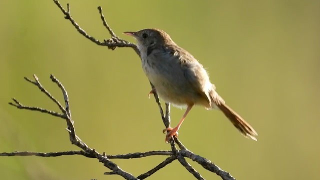 Gray-backed Cisticola - ML405950481