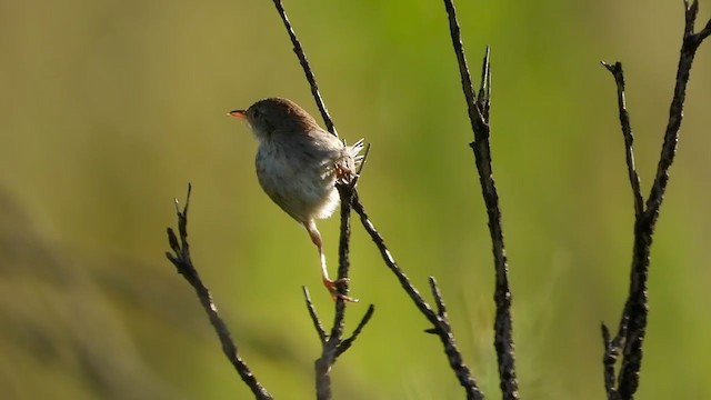 Gray-backed Cisticola - ML405950561