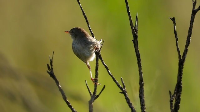 Red-headed Cisticola - ML405950561