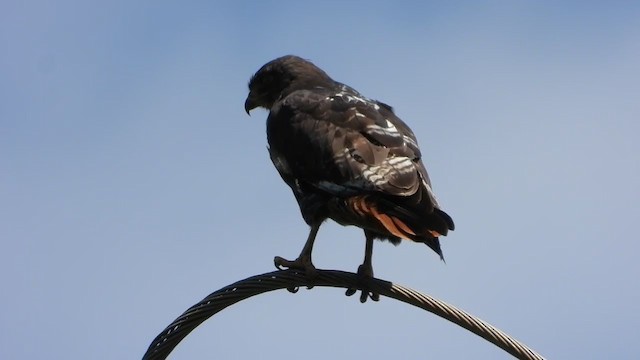 Jackal Buzzard - ML405951271