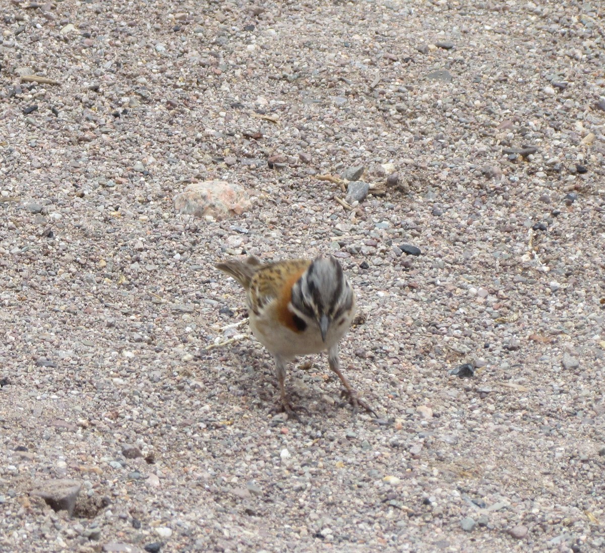 Rufous-collared Sparrow - ML405951461