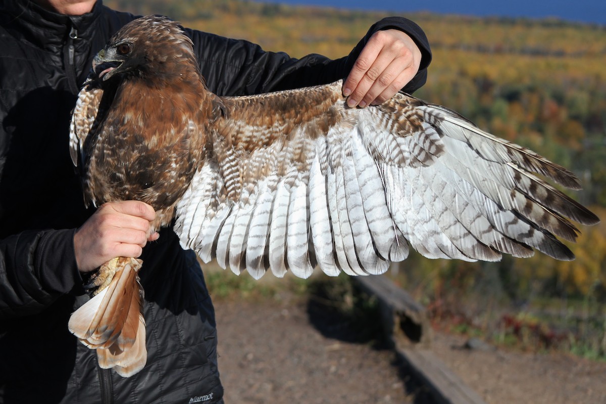 Red-tailed Hawk (abieticola) - Alex Lamoreaux