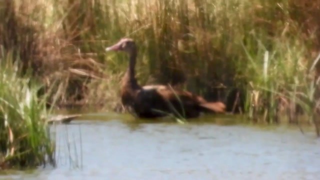 Spur-winged Goose - ML405952151