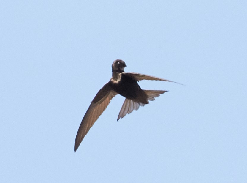 Common Swift - Brooke Miller