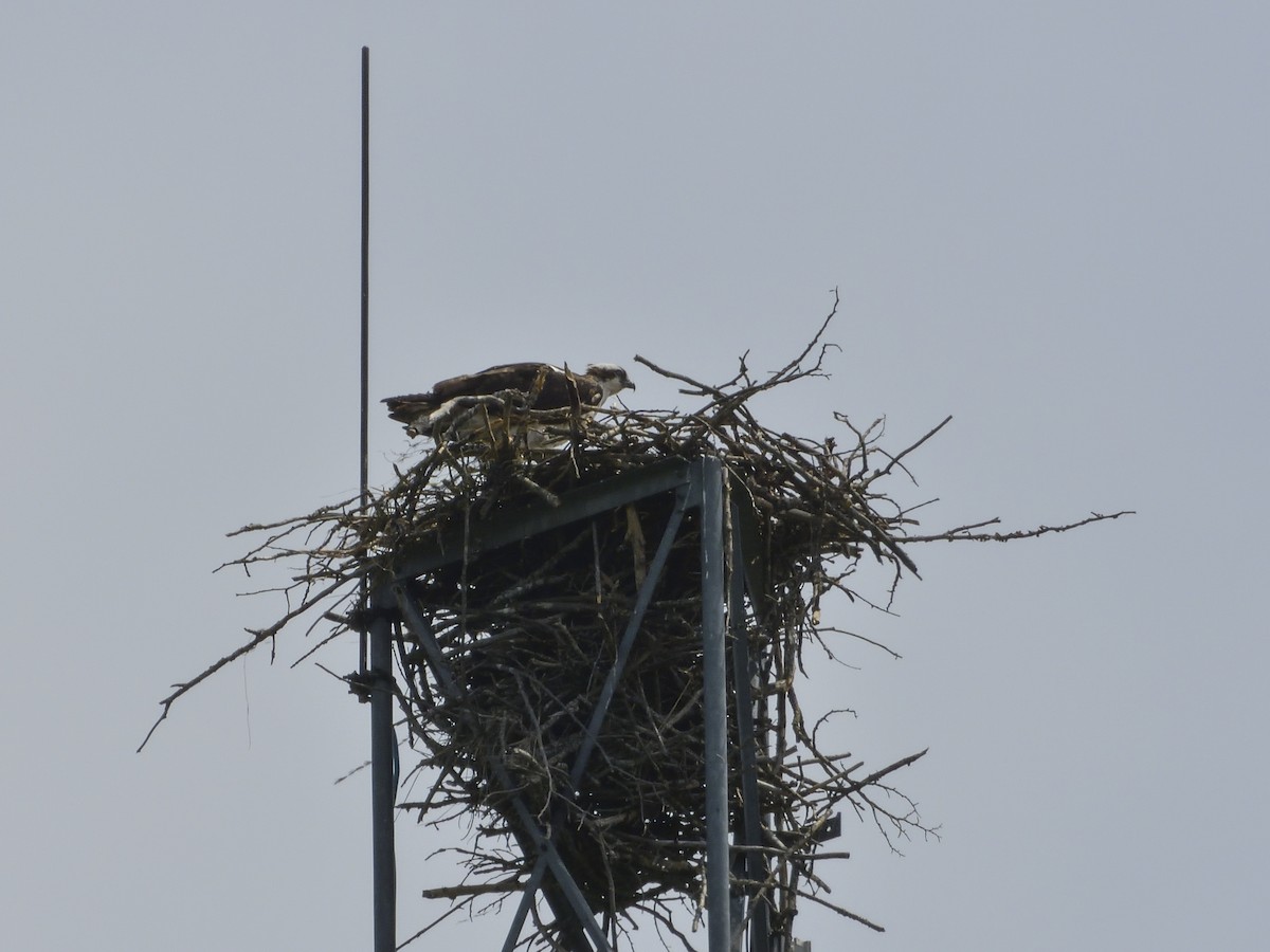 Águila Pescadora - ML405953831