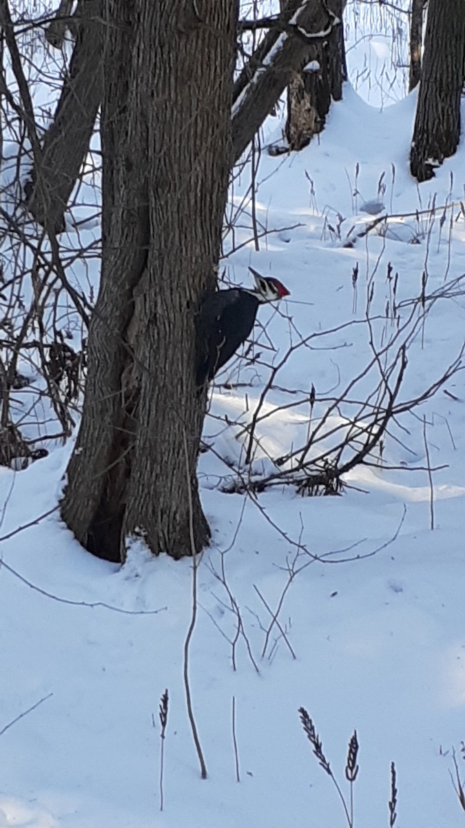 Pileated Woodpecker - Normand Fleury