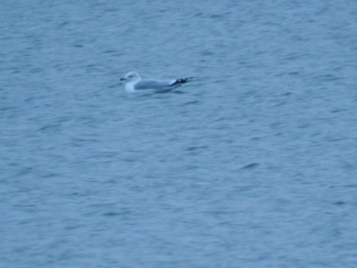 Ring-billed Gull - ML405956871