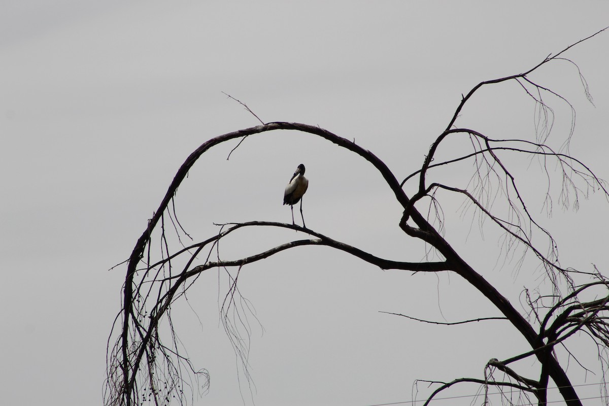 Wood Stork - ML405957801