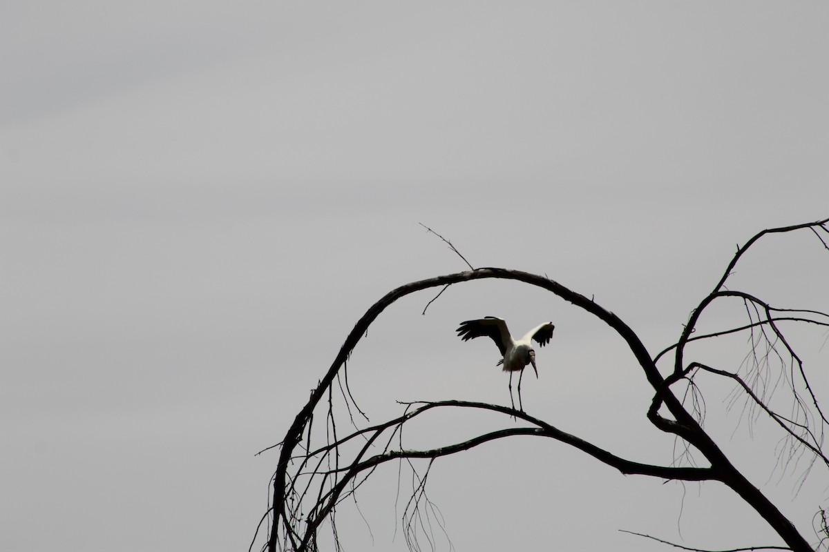 Wood Stork - Pascal Chaperon