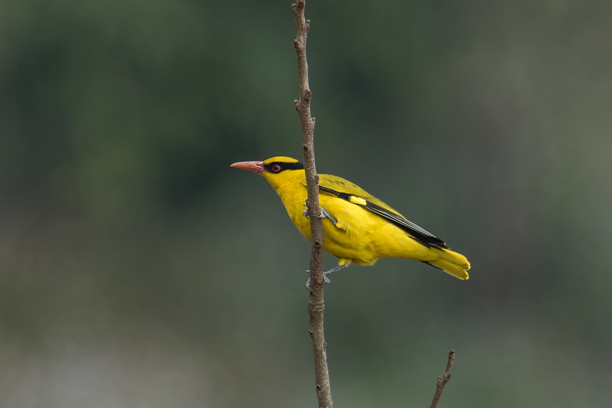 Slender-billed Oriole - Wich’yanan Limparungpatthanakij