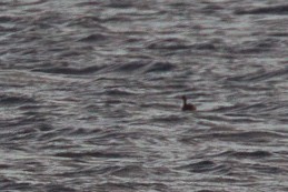 Eared Grebe - Chris Wood