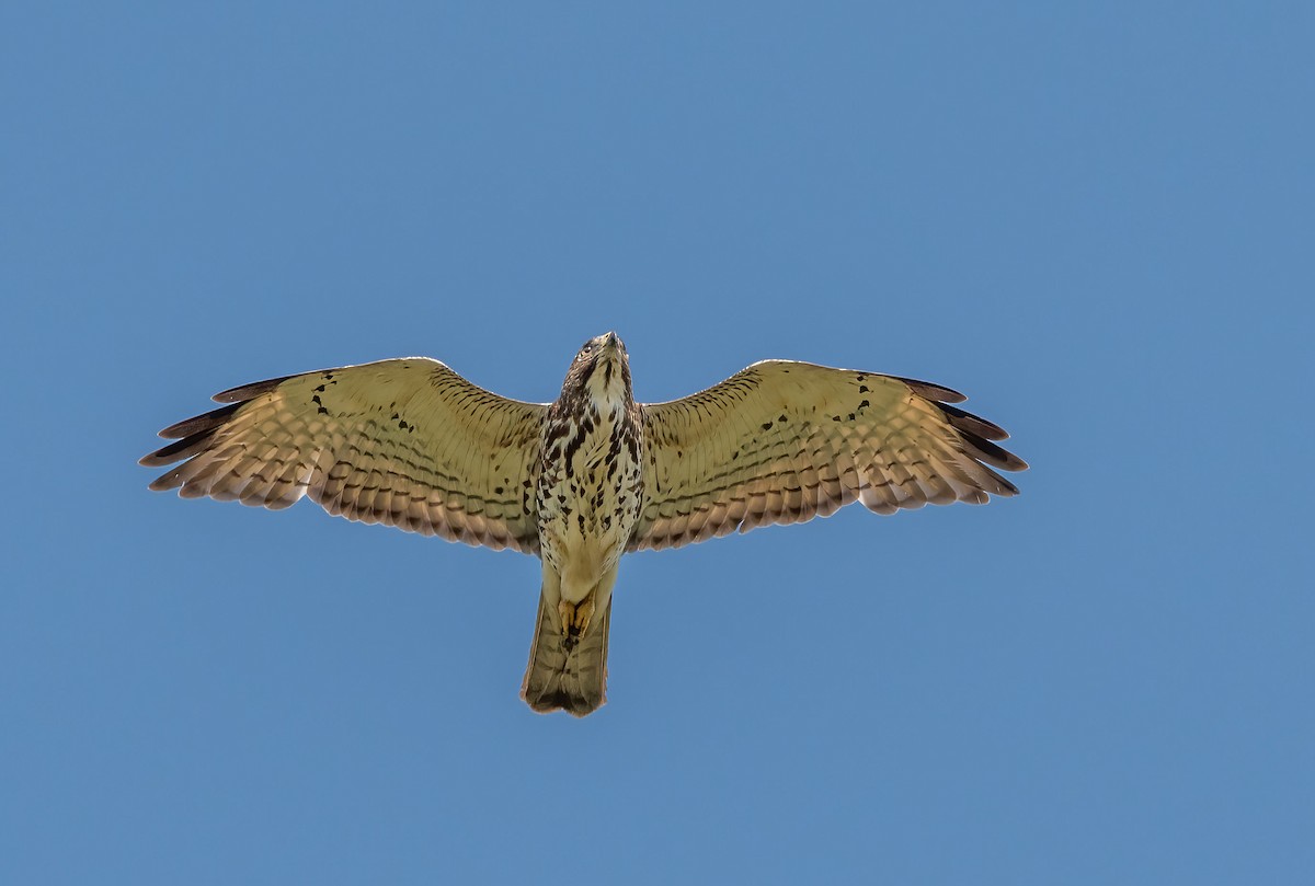 Broad-winged Hawk - ML405959441