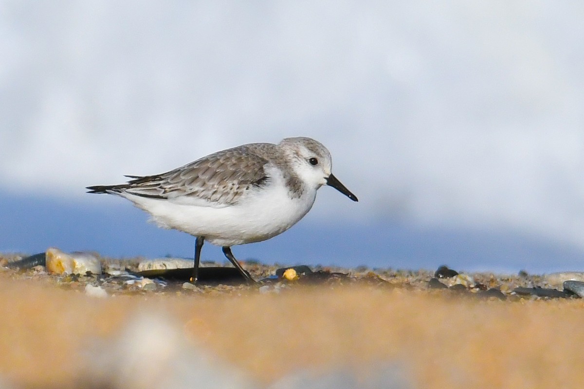 Sanderling - Çağan Abbasoğlu