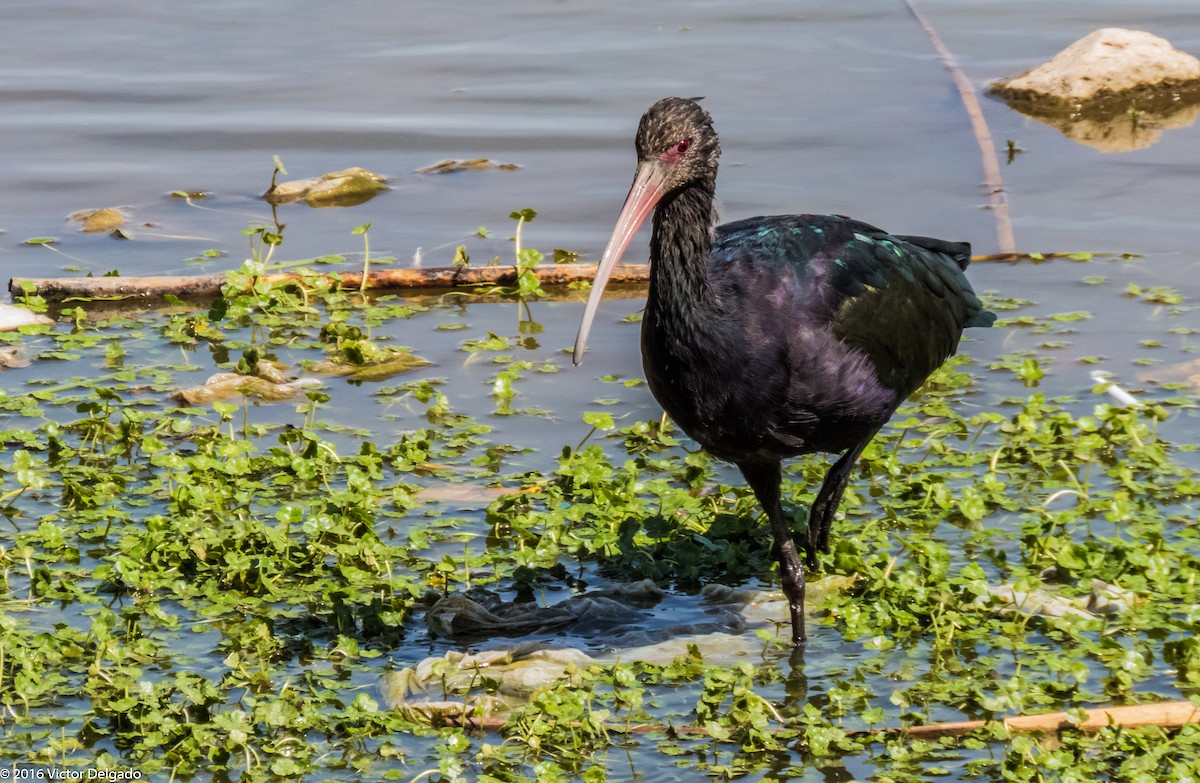 ibis andský - ML40596021