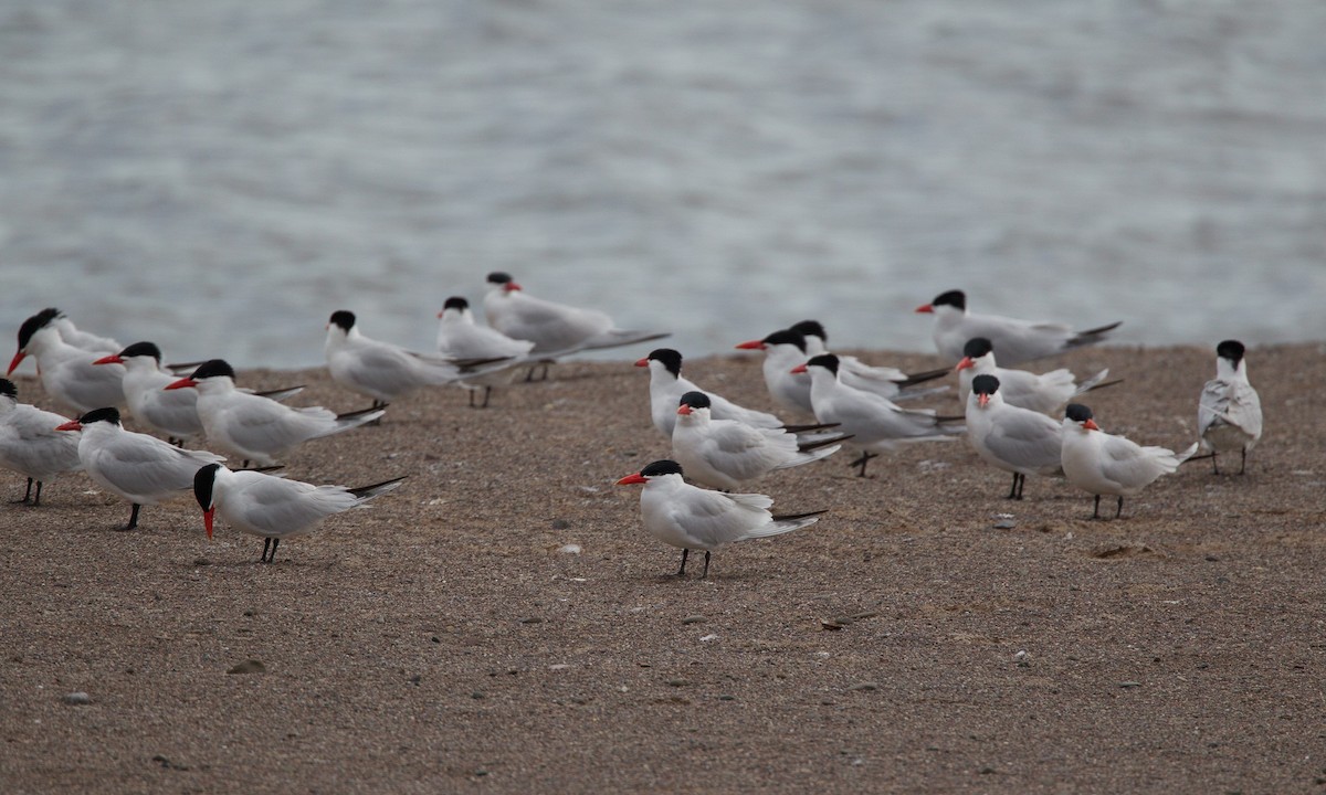 Caspian Tern - Chris Wood