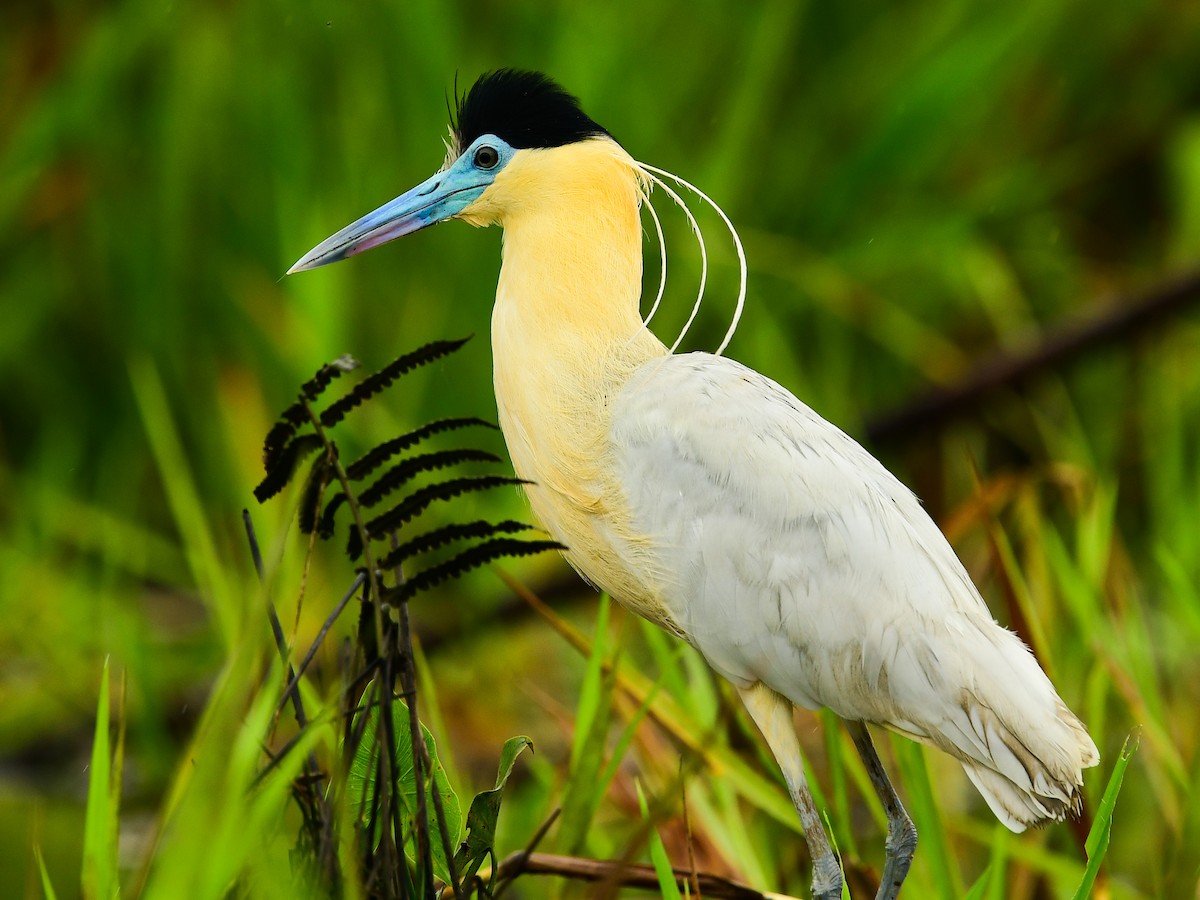 Capped Heron - Xueping & Stephan Popp