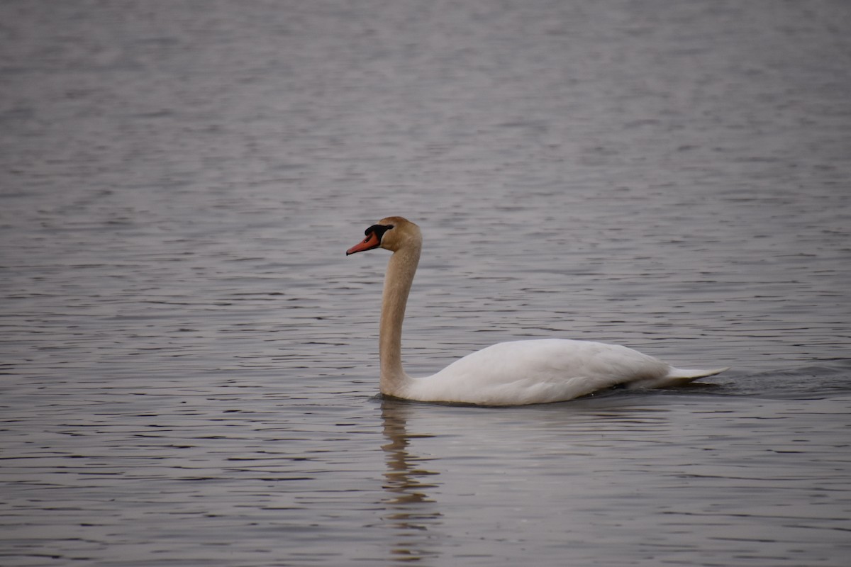 Mute Swan - Duncan  Fraser