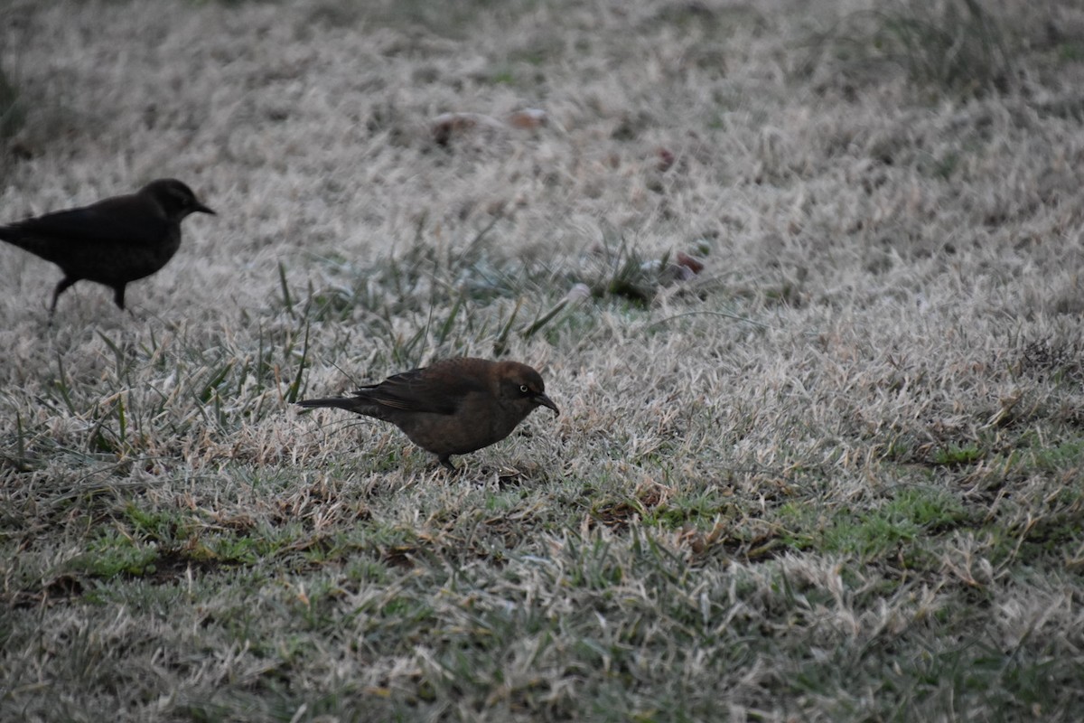 Rusty Blackbird - ML405963201