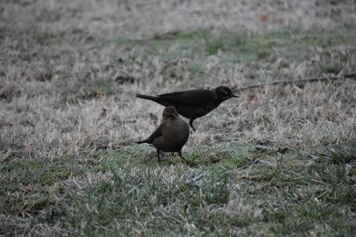 Rusty Blackbird - ML405963211