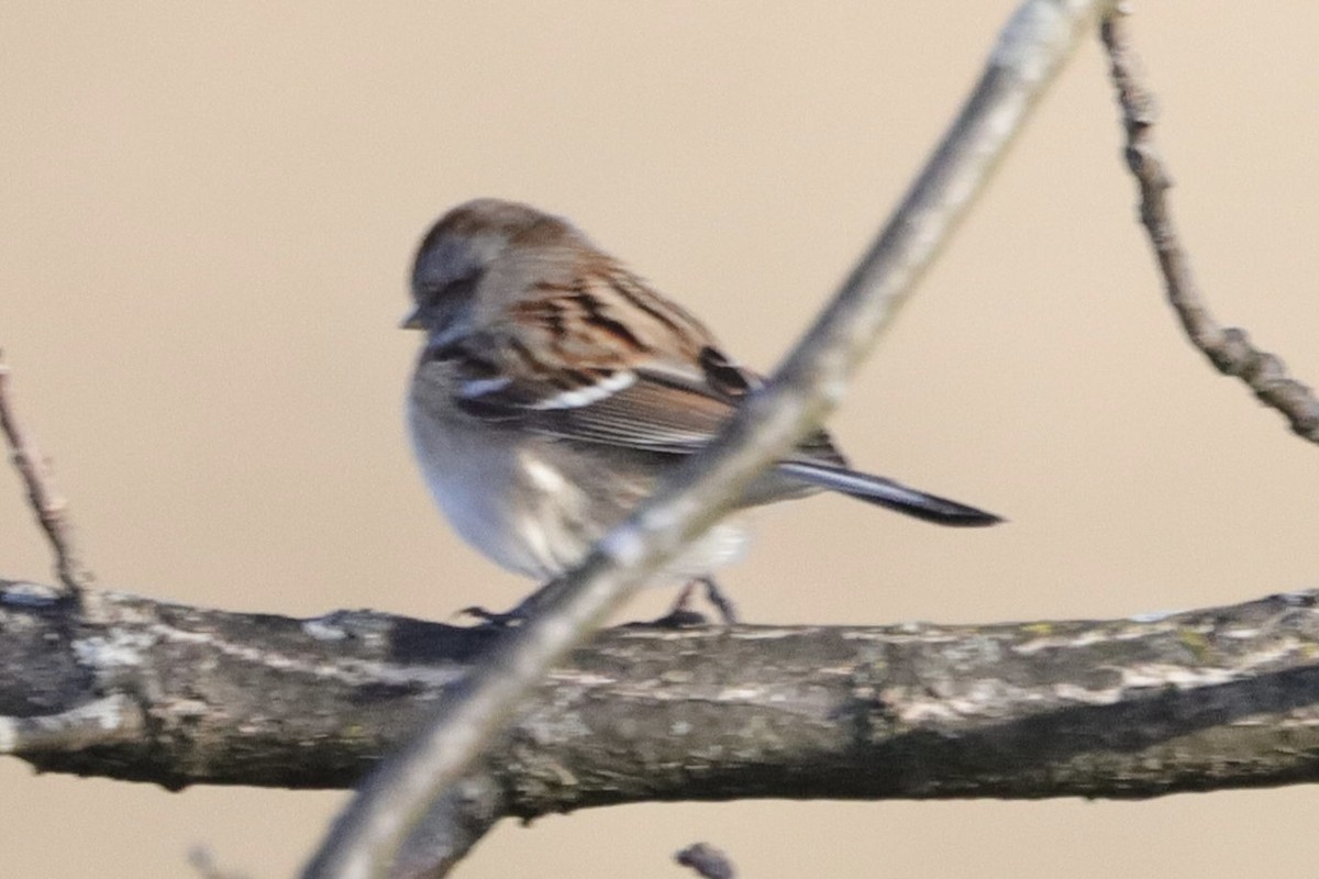 American Tree Sparrow - ML405964261