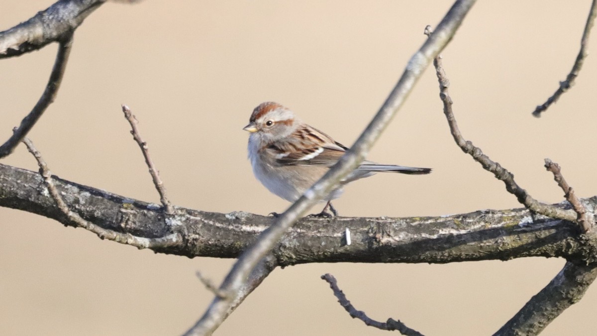 American Tree Sparrow - ML405964281