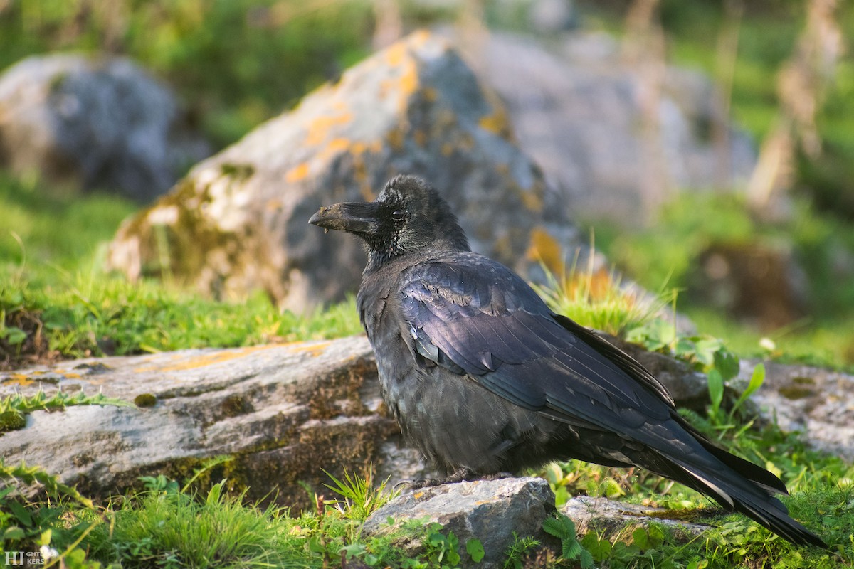 Large-billed Crow (Large-billed) - ML405965271