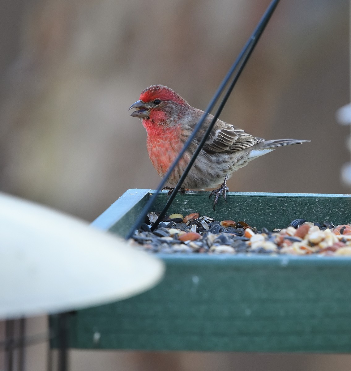 House Finch - Jesse Adkins