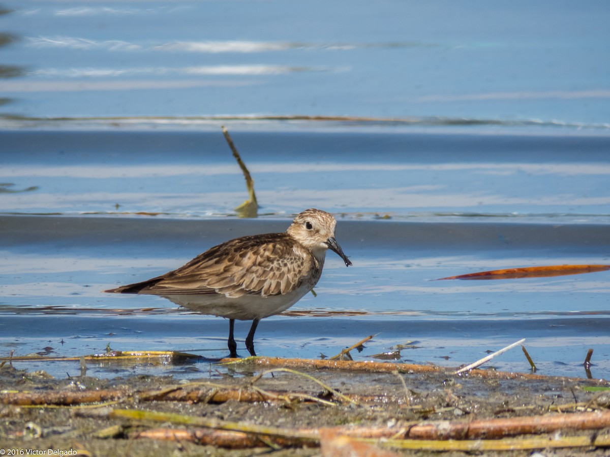 Baird's Sandpiper - ML40596551