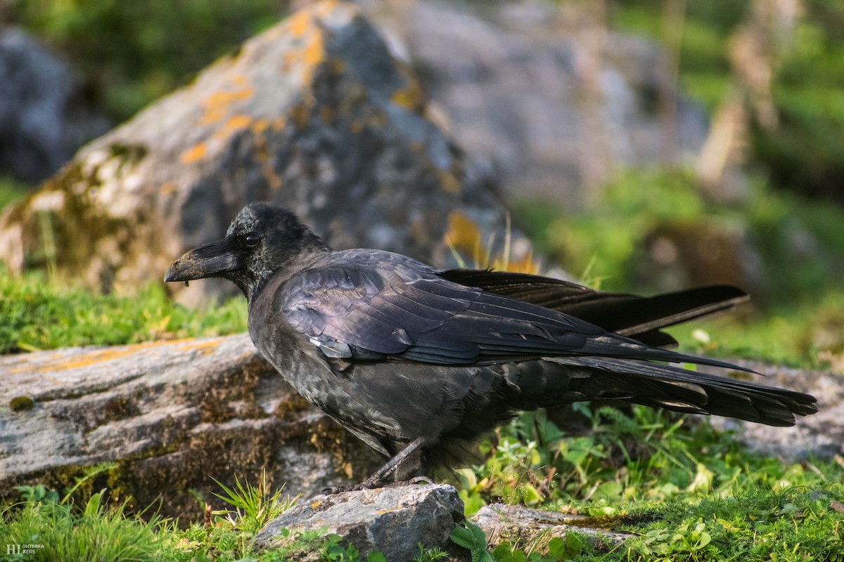 Large-billed Crow (Large-billed) - ML405966001