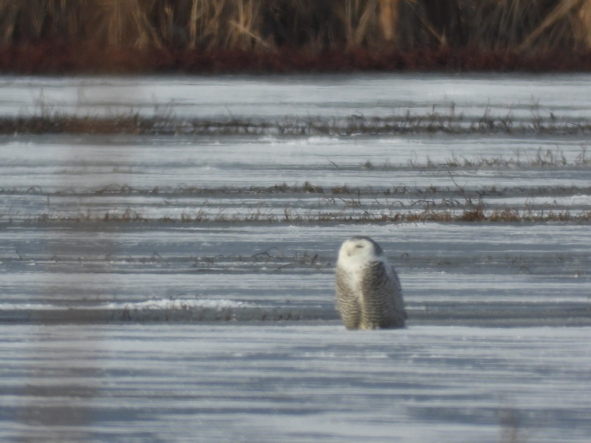 Snowy Owl - Logan Lakins