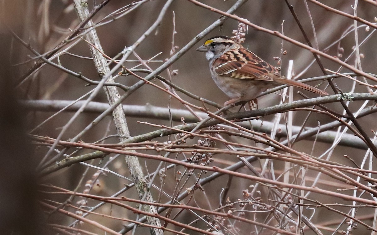 White-throated Sparrow - Anonymous