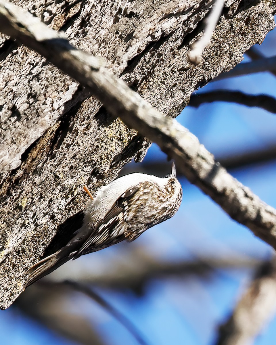 Brown Creeper - Greg Scott