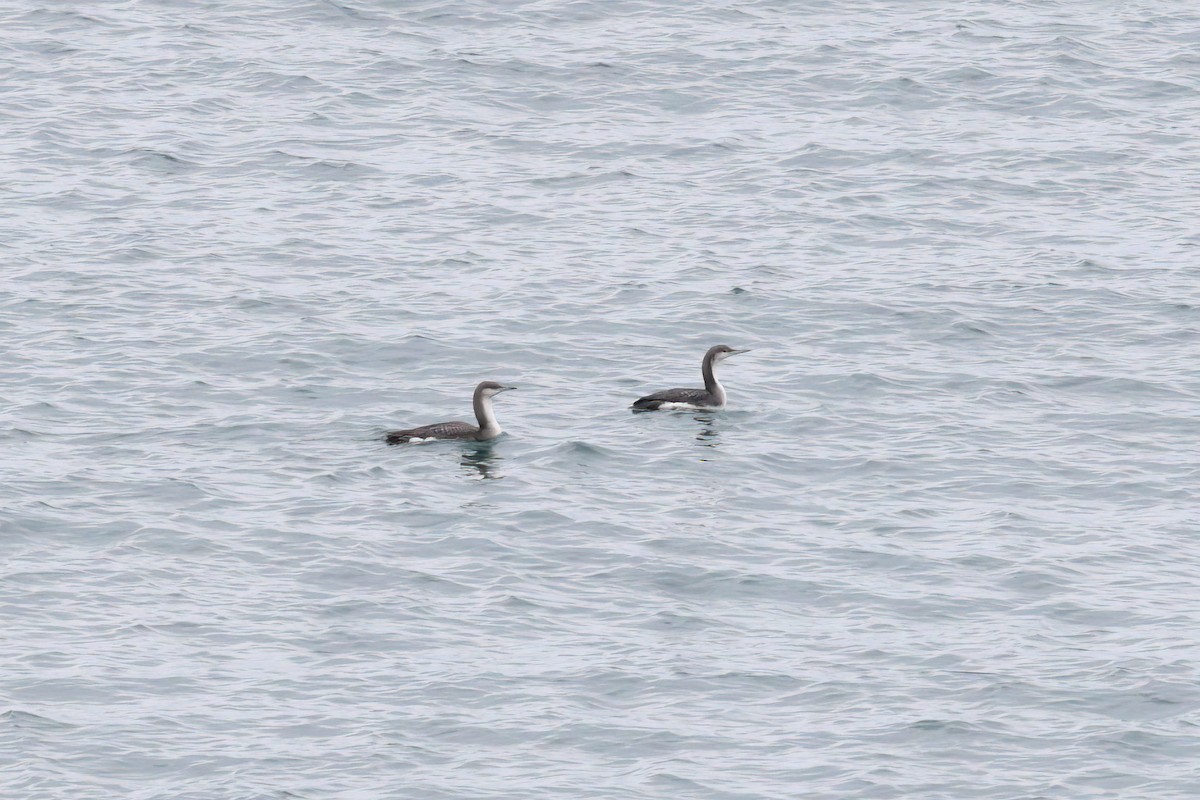 Arctic Loon - ML405968561