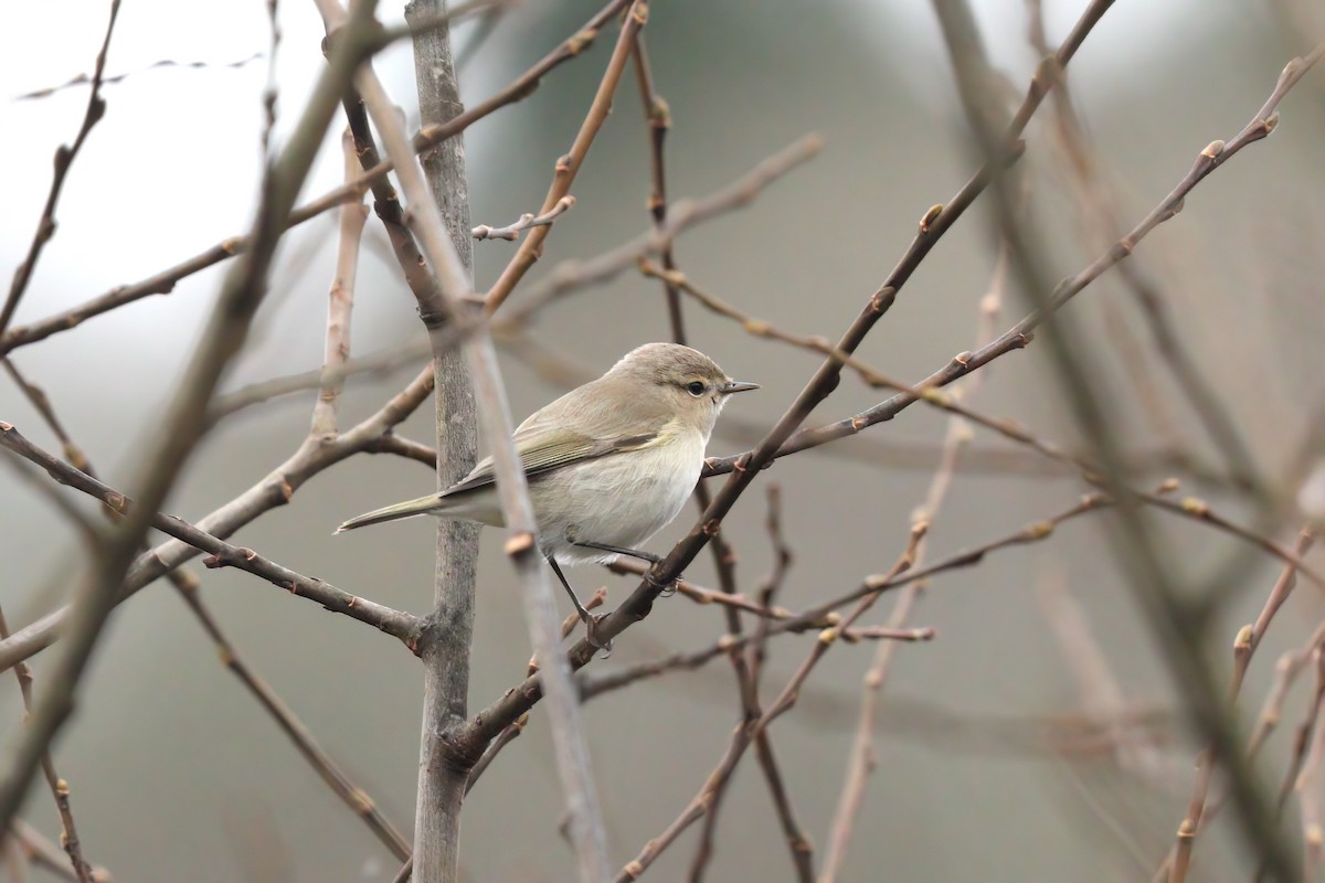 Common Chiffchaff (Siberian) - ML405968621