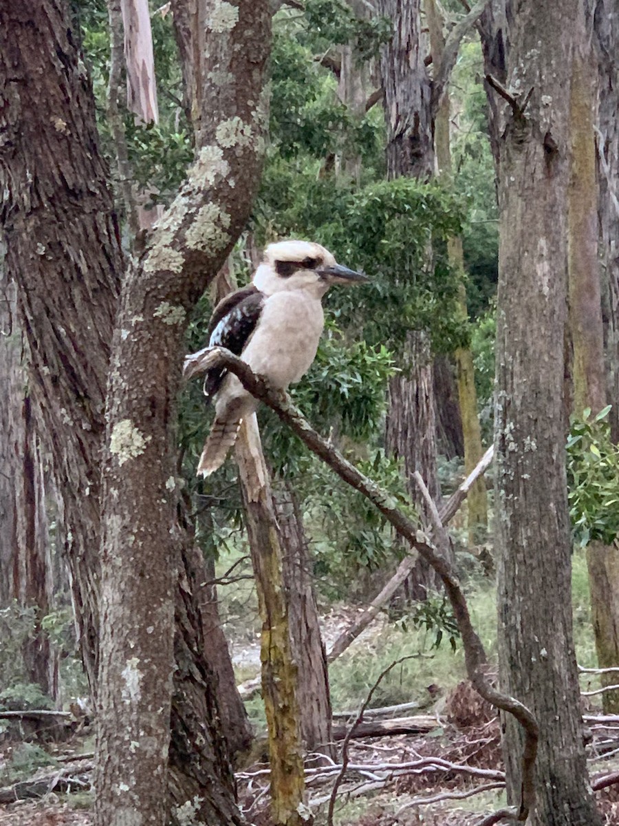 Laughing Kookaburra - ML405969001