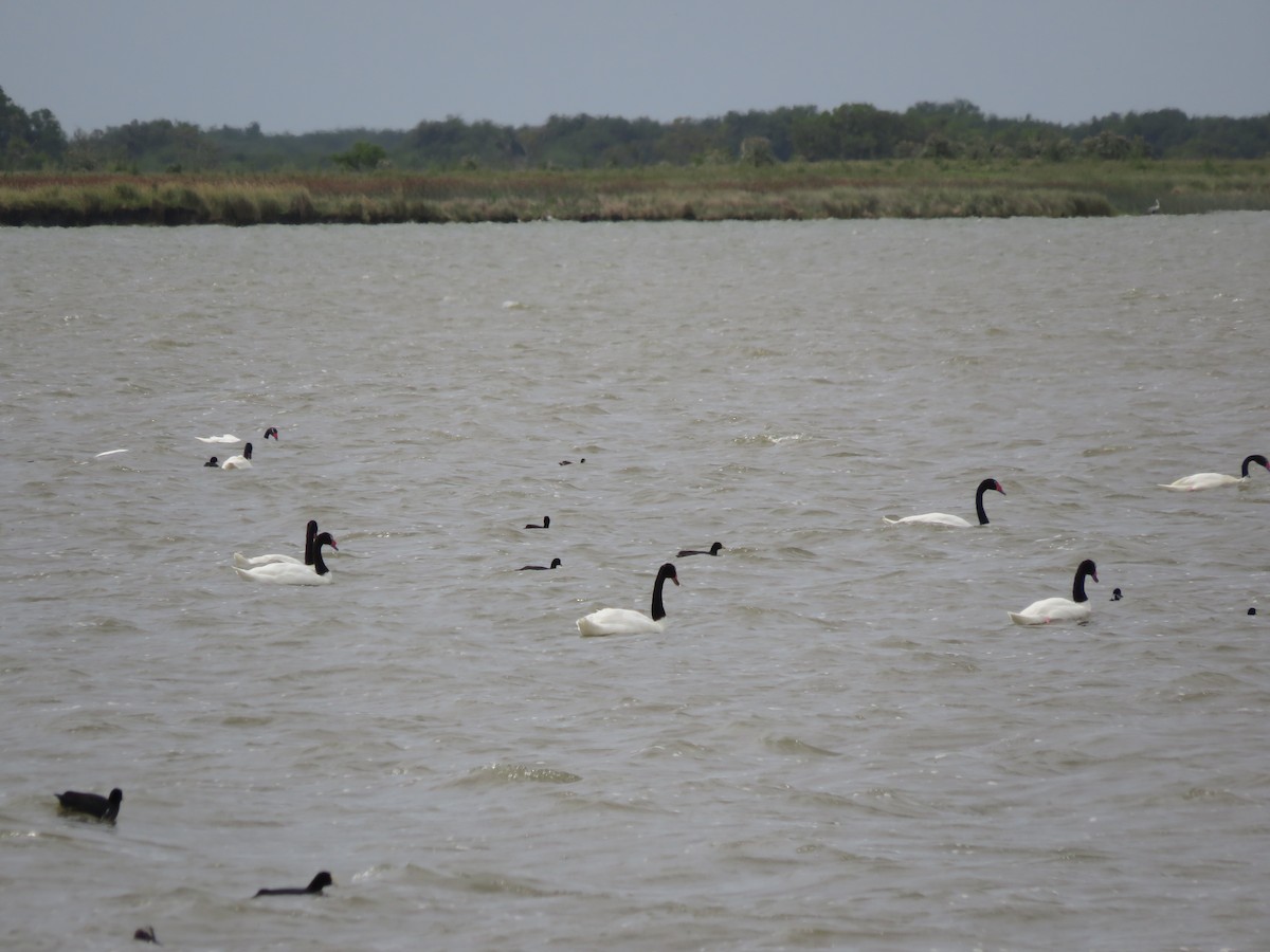 Black-necked Swan - ML405969511