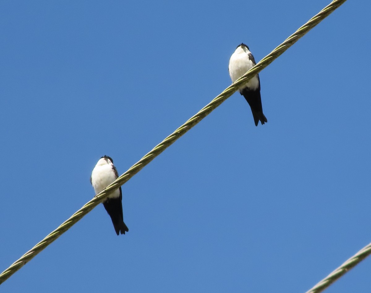 Blue-and-white Swallow - ML405970181