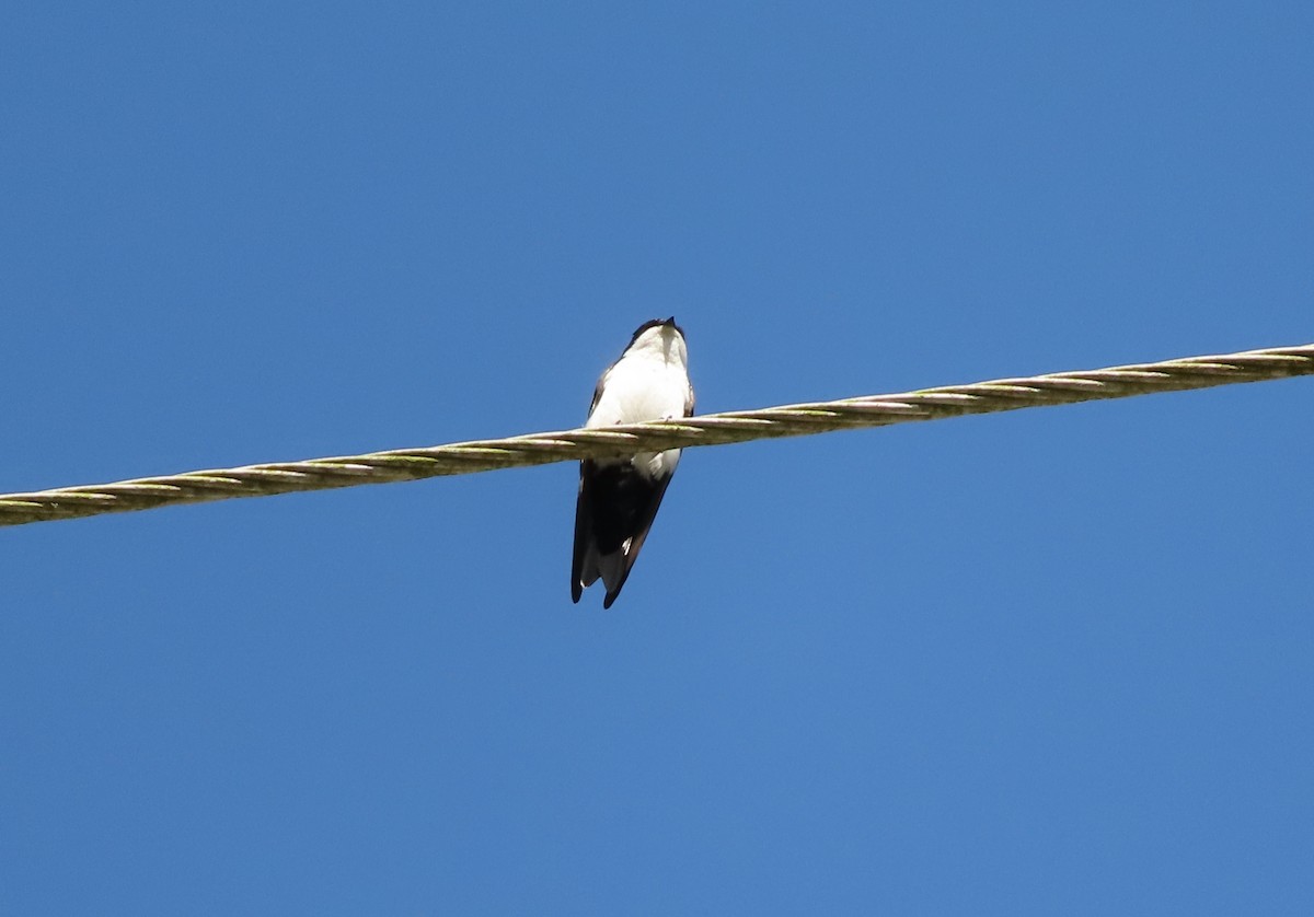 Blue-and-white Swallow - ML405970191