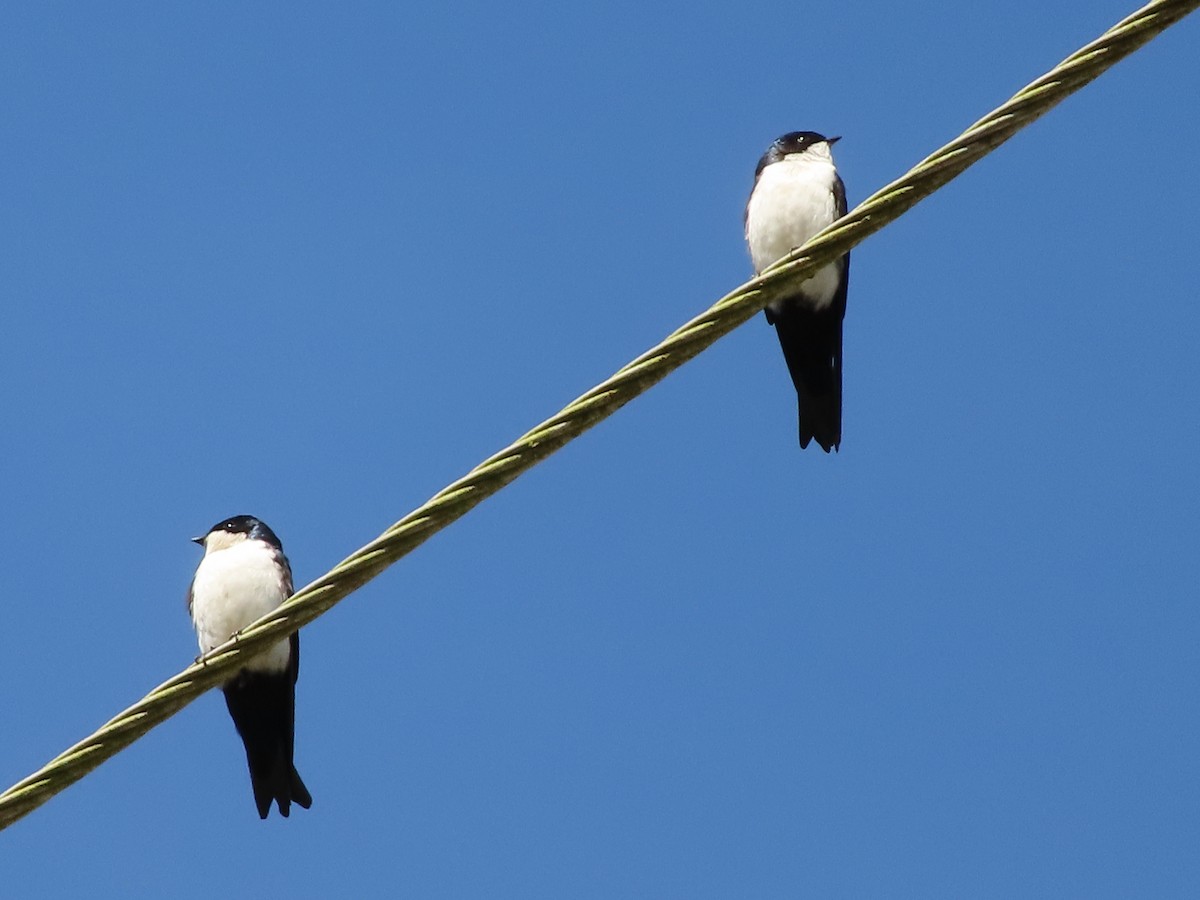 Blue-and-white Swallow - ML405970211