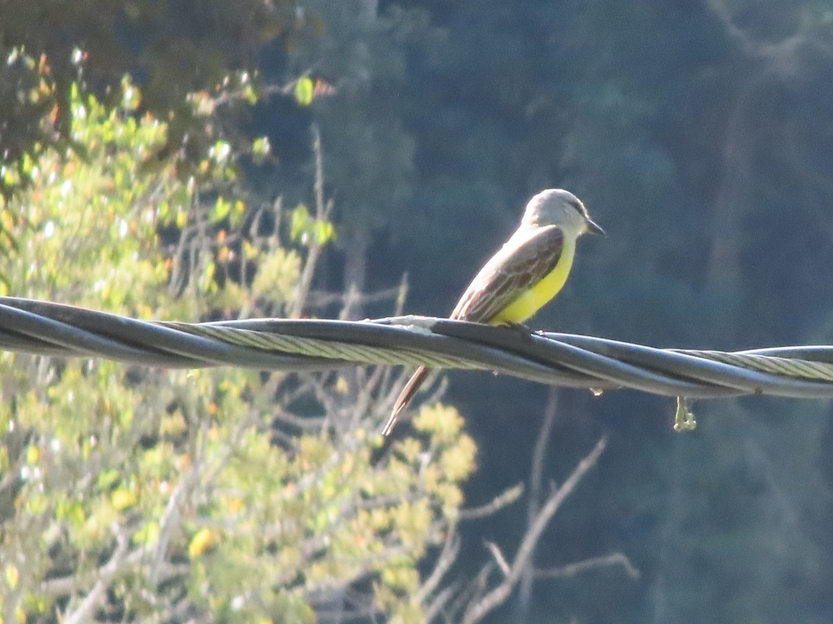 Tropical Kingbird - ML405970371