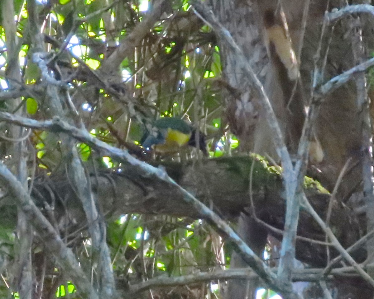 Green Jay - ML405970441