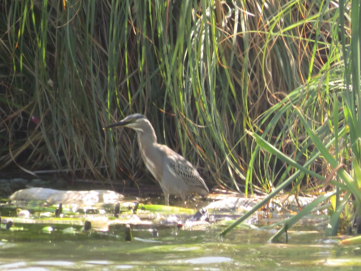 Striated Heron - ML405972401