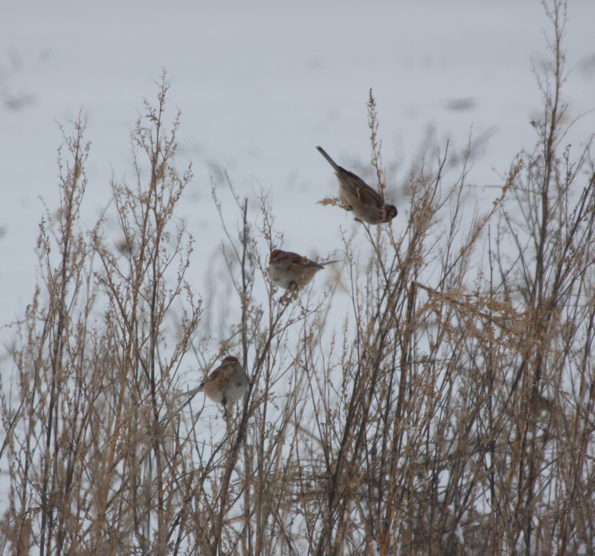 American Tree Sparrow - ML405972971