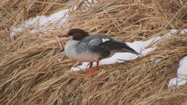 Gänsesäger - ML405973321