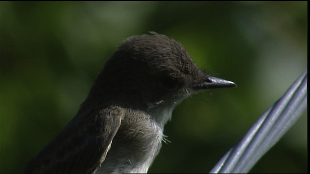 Eastern Phoebe - ML405974