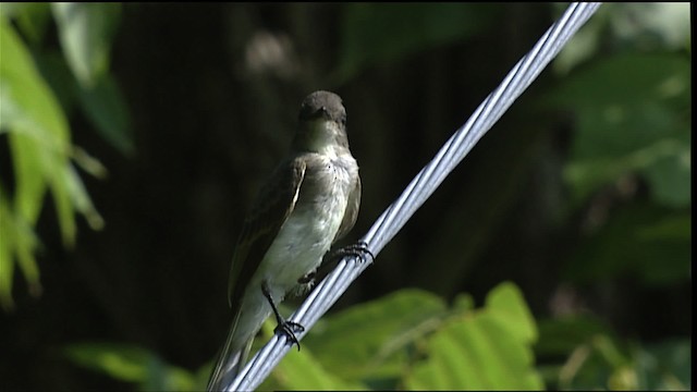 Eastern Phoebe - ML405975